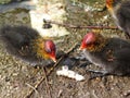 Coot Chicks