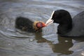 Coot with chicks