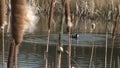 Coot diving for vegitation