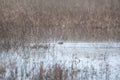 Coot Duck Diving Royalty Free Stock Photo