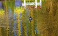 Coot Duck River Reflection Keukenhoff Lisse Holland Netherlands
