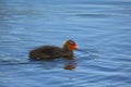 Coot duckling ( Rallidae)