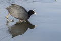 A coot entering the icy water Royalty Free Stock Photo