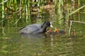 A coot is feeding Royalty Free Stock Photo
