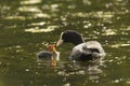 Coot feeding chick Royalty Free Stock Photo