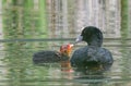 Coot Feeding Chick