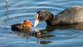 coot feeding chick on the lake in spring Royalty Free Stock Photo