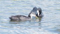 Coot feeding a single young in a lake