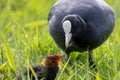 Coot feeds her chick with gras