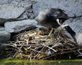 Coot female duck feeding its ducklings