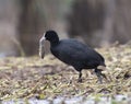 Coot fishing in wetland in morning Royalty Free Stock Photo