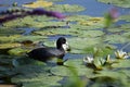 Coot in front of Water lilies