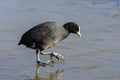 Coot (fulcia atra) gingerly walking on the ice Royalty Free Stock Photo