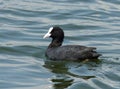 Coot / Fulica atra Royalty Free Stock Photo