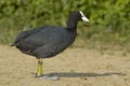 Coot - Fulica atra