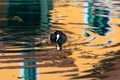 Coot Fulica atra on the Altmuehl river in Essing, Bavaria, Germany