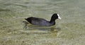 Coot (Fulica atra)