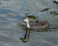 Coot fulica atra duckling Royalty Free Stock Photo