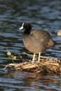 Coot, Fulica atra