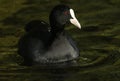 A Coot, Fulica atra, seaching for food on the water. Royalty Free Stock Photo