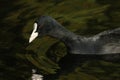 A Coot, Fulica atra, seaching for food on the water. Royalty Free Stock Photo