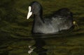 A Coot, Fulica atra, seaching for food on the water. Royalty Free Stock Photo