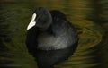 A Coot, Fulica atra, seaching for food on the water. Royalty Free Stock Photo