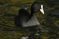 A Coot, Fulica atra, seaching for food on the water. Royalty Free Stock Photo