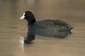 Coot, Fulica atra Royalty Free Stock Photo