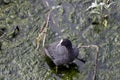 Coot Fulica atra sits on a branch Royalty Free Stock Photo