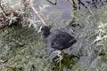 Coot Fulica atra sits on a branch Royalty Free Stock Photo