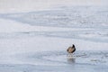 A coot fulica atra is standing on a frozen pond Royalty Free Stock Photo