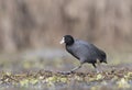 The Coot Fulica Royalty Free Stock Photo