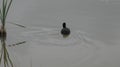 Coot hiding in Reeds on a Spring Morning 12