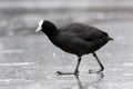 Coot on ice.