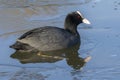 Coot in icy water Royalty Free Stock Photo