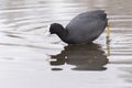 A coot looking into the water Royalty Free Stock Photo