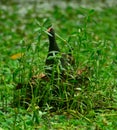 Coot nest in habitat shot Royalty Free Stock Photo