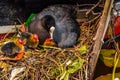 coot at nest with youngsters Royalty Free Stock Photo