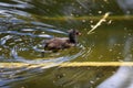 Coot nestling swim along the river in search of its nest Royalty Free Stock Photo