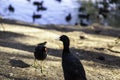 Coot in a pond Royalty Free Stock Photo