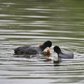 Coot rallidae fulica water bird family swimming on lake with chi Royalty Free Stock Photo