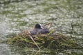 Coot rallidae fulica water bird on nest with chicks in Britain Royalty Free Stock Photo