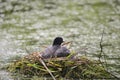 Coot rallidae fulica water bird on nest with chicks in Britain Royalty Free Stock Photo