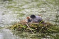 Coot rallidae fulica water bird on nest with chicks in Britain Royalty Free Stock Photo