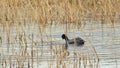 coot in the reed making circles in the water Royalty Free Stock Photo