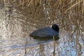 Coot with it`s head to the back in the reed Royalty Free Stock Photo