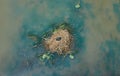 Coot, scientific name Fulica atra, breeding in a nest of reeds in a river with reflecting clouds Royalty Free Stock Photo