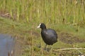 Coot, on the shore. Royalty Free Stock Photo