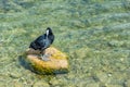 Coot - a small black waterfowl with a spot on its forehead Royalty Free Stock Photo